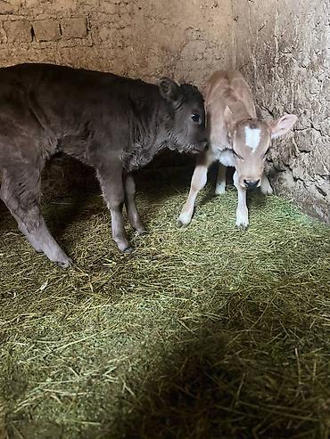 Коровы, быки: Продаю | Музоо, торпок | Алатауская | На откорм | Искусственник — 6