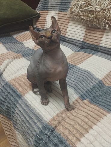 Pişiklər: Sfinks — 6