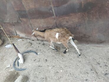 Balıqlar: Temiz Alpin iki aya doğacak 3 bala. sud verir letir yarım