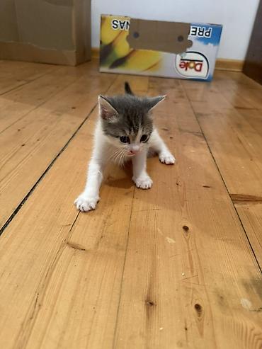 Pişiklər: Erkək, Dişi, Yaxşı əllərə — 2