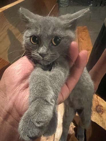 вислоухие коты серые: Британ кыска жүндүү, 4 айлык, Ургаачы, Боз, Эмделген, Лотокко барууга үйрөтүлгөн, Курттардан тазаланган