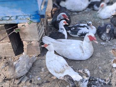 Ördəklər: Salam lal ördəklər satılır iri heyvanlardı fərələr 23 azn xoruzlar 34 — 16