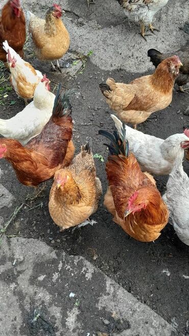 индюки бройлеры цена: Продаю молодых, здоровых не инкубационных курей, есть петухи, можно