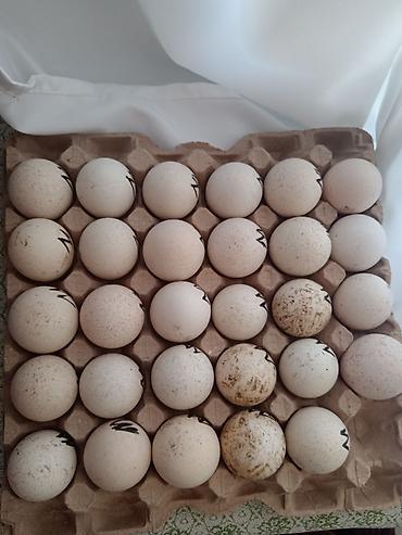 bal arısı satışı: Təzə inkubasiya yumurtaları - Növ: Türki və ya iri quş üçün — 1
