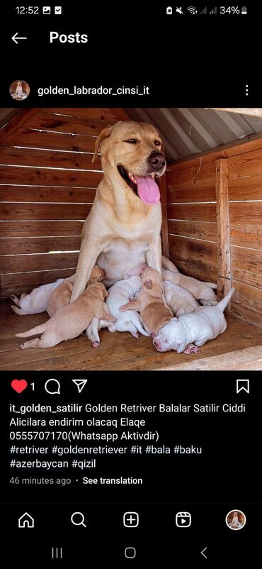 labrador balasi satilir: Лабрадор-ретривер, 1 месяц, Самец, С прививками, Самовывоз, Бесплатная доставка