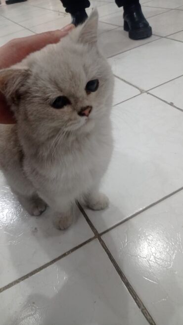 персидский кот: Продаётся кот, самец Порода:Шиншилла Лет:4 месяца почти Любит когда её