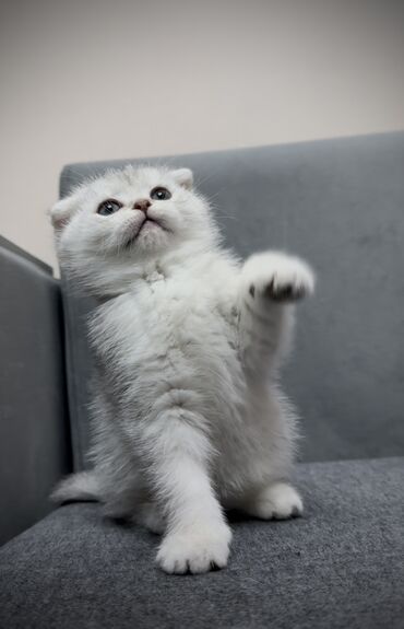 британский кот: Продается шикарный ЧИСТОКРОВНЫЙ ШОДЛАНСКИЙ КОТЕНОК Серебристая