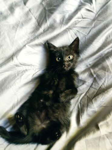 сколько стоит дворняжка: Милые котята ищут дом 🐱💞 Им 2 месяца, здоровые, обработаны от глистов