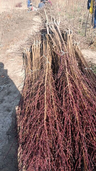 Tinglər: Təmiz və sağlam tingler isteyirsinizse bzmle əlaqə saxlaya blərsniz -da lalafo.az — 7 Tinglər: Təmiz və sağlam tingler isteyirsinizse bzmle əlaqə saxlaya blərsniz — 7