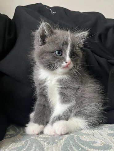 переноска для кота бишкек: Шотландский прямоухий котёнок.Полтора месяца.Девочка.Очень