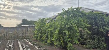 Продажа домов: Дом, 55 м², 3 комнаты, Собственник, Евроремонт at lalafo.kg — 9 Продажа домов: Дом, 55 м², 3 комнаты, Собственник, Евроремонт — 9