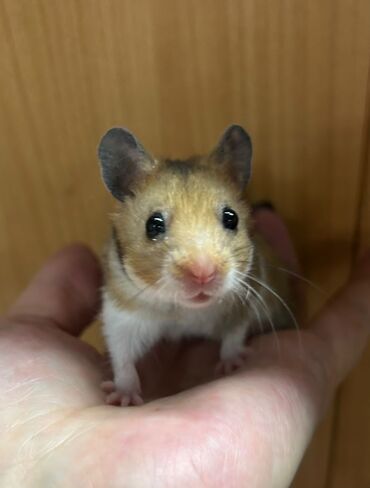 сирийский хомячок: Продаются сирийские и джунгарские хомячки. Ручные не кусаются. Есть