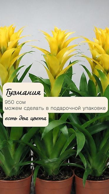 молочай цветы: Комнатные растения в наличии🌿 Как всем известные, так и редкие — 6