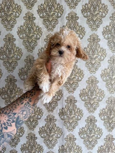 İtlər: 4 ay, Dişi, Peyvəndli, Ünvandan götürmə — 15