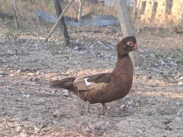 Ördəklər: Lal ördəklər satılır topdan 17 azn .Tək tək qiymətlər — 22