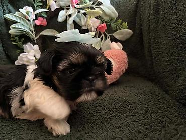 Psi: Prelepi Shih Tzu štenci iz registrovane FCI/KSS odgajivačnice „Moon — 10