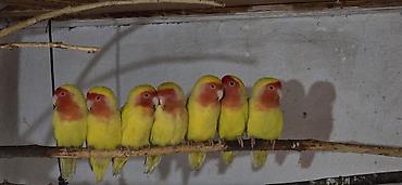 Птицы: Попугаи: Ожереловые (экзоты), Неразлучники и Волнистые ​Описание — 1