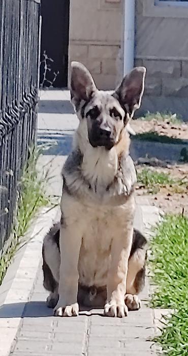 akita it: Alman çoban iti, Peyvəndli — 1