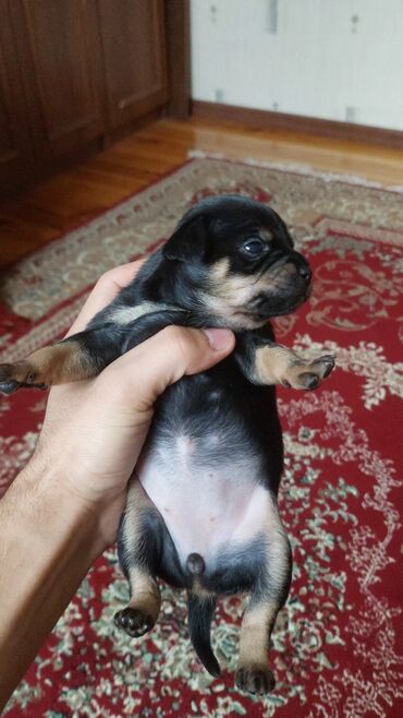 İtlər: Miniatür pinçer, 1 ay — 3