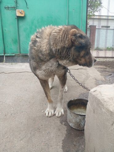 животные сабака: Собака алабая хорошая сабака одмен есть на тилифон и велик скоросной
