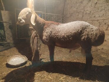 сколько стоит кролик домашний: Сатылат 2тиш сиветли Кочкор линия Ушастык