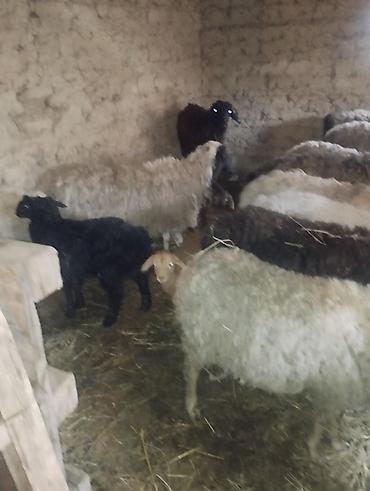 Баран, овца: Продаю | Овца (самка) | Полукровка | Для разведения | Матка — 1
