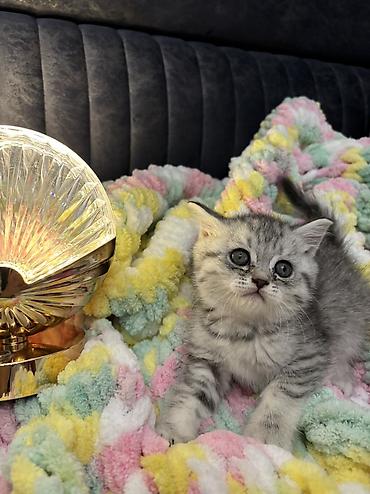 Кошки: Шиншилла, Самка, Самец, Самовывоз — 3
