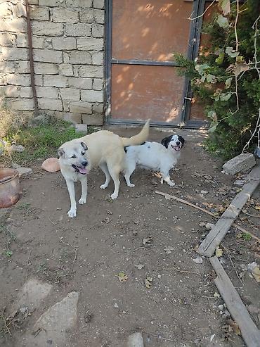 mini toy pudel: Alabay, 5 ay, Dişi — 4