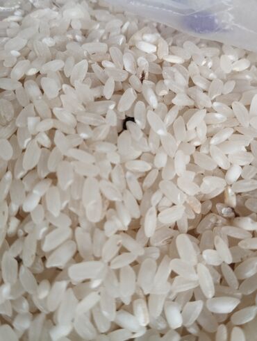 продаю семена ячменя: Рис шлифованный, белый, среднезерный. - Фракция: средняя, зерно