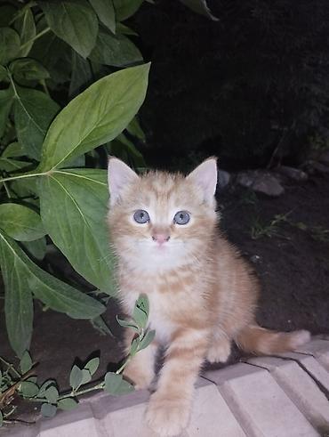 Мышыктар: Котята, домашние. В помёте два малыша: мама шотландская вислоухая — 1