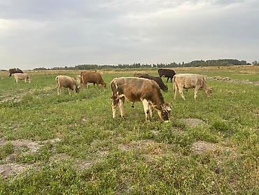 Коровы, быки: Продаю | Бык (самец) | Алатауская | На откорм — 3