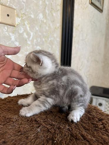 Pişiklər: Şotland yastı qulaq -da lalafo.az — 13 Pişiklər: Şotland yastı qulaq — 13