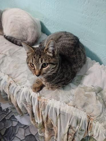 Отдам даром кошку: Кошка даром: Беспородная, 2 месяца, Мальчик, Проглистована — 3
