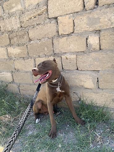 sahiblendirmə: Pitbul, 11 ay, Erkək, Ünvandan götürmə — 3