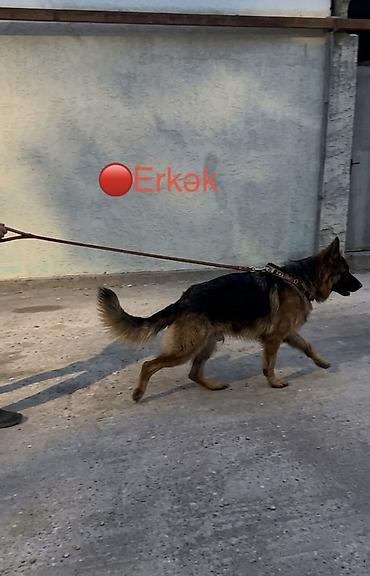 it üçün kemer: Alman çoban iti, 1 il, Erkək, Peyvəndli, Ünvandan götürmə, Pulsuz çatdırılma, Ödənişli çatdırılma — 3