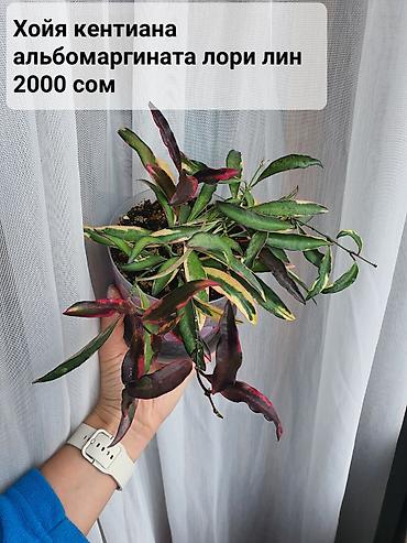 Хойи: Взрослые сортовые хойи
Цена, название и подробности на фото — 1