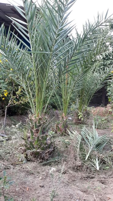 ananas ağacı: İran xurma ağacları 14-15 illik h-2m ədədi100AZN özünüz çıxarıb