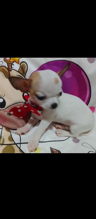 Psi: MINI ČIVAVE. Mini čivave oba pola kristalno bele, zlatne i na lalafo.rs — 8 Psi: MINI ČIVAVE. Mini čivave oba pola kristalno bele, zlatne i — 8