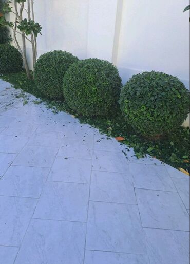 Landşaft işləri: Bağbanam kime bağban lazımdırsa buyura biler — 10