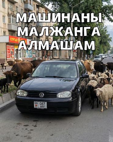 Volkswagen: Volkswagen Golf: 2001 г., 1.6 л, Автомат, Бензин, Хэтчбэк — 19