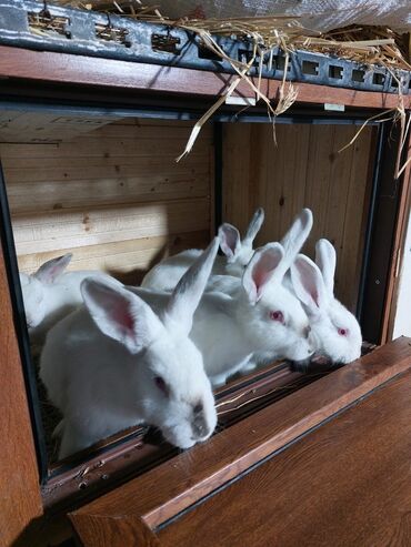 Gəmiricilər: 10azndan - 20azna qədər qiymetler deyişir Diri çəkiləri 1kq -3kq -da lalafo.az — 8 Gəmiricilər: 10azndan - 20azna qədər qiymetler deyişir Diri çəkiləri 1kq -3kq — 8