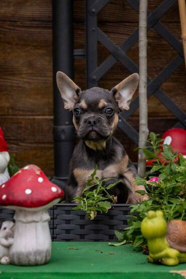 Psi: Na prodaju prelepi i preslatki štenci francuskog buldoga u exotic — 6