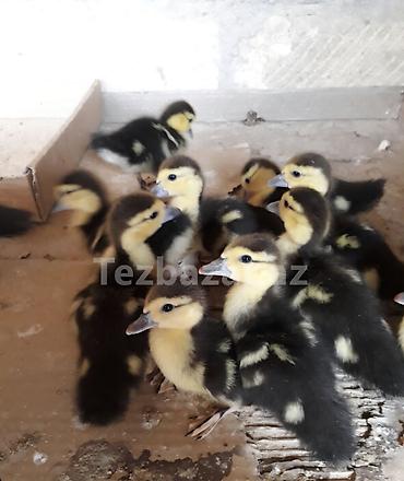 ördey balası: Mövzu: Lal ördək balaları Təsvir: 12 eded lal ordek balasi- 1i 5 azn — 1