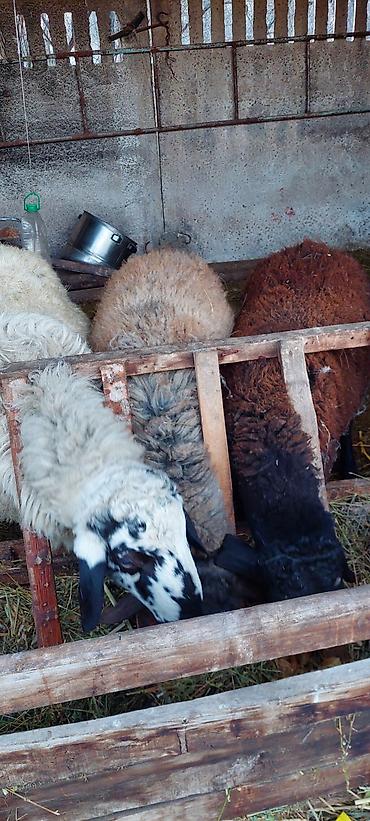 Баран, овца: Продаю | Баран (самец) | Для разведения — 11