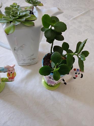 kala: 3 ədəd otaq bitkiləri: pul ağacı (krasula), daş gülü (echeveria) və — 10