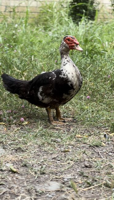 Ördəklər: Muscovy ördəyi (indoutka) – qarışıq qara-ağ lələklər, qırmızı karnizli — 2