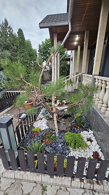 графика: Ландшафтная композиция «каменный сад» для входной группы/дворика. - — 1