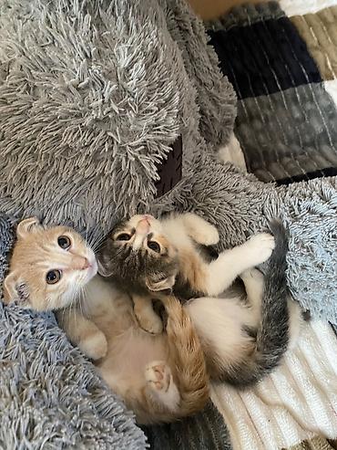 Кошки: Котята ищут любящую семью и уютный дом. Отдаем только в надежные руки — 3