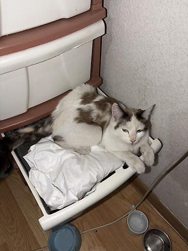 кошка рэгдолл: Кошка даром: Беспородная, 7 месяцев, Девочка, Приучена к лотку — 3