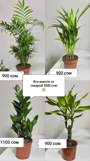 Другие комнатные растения: Комнатные растения 🌿🌹🌹🌹 
Распродажа ))))
